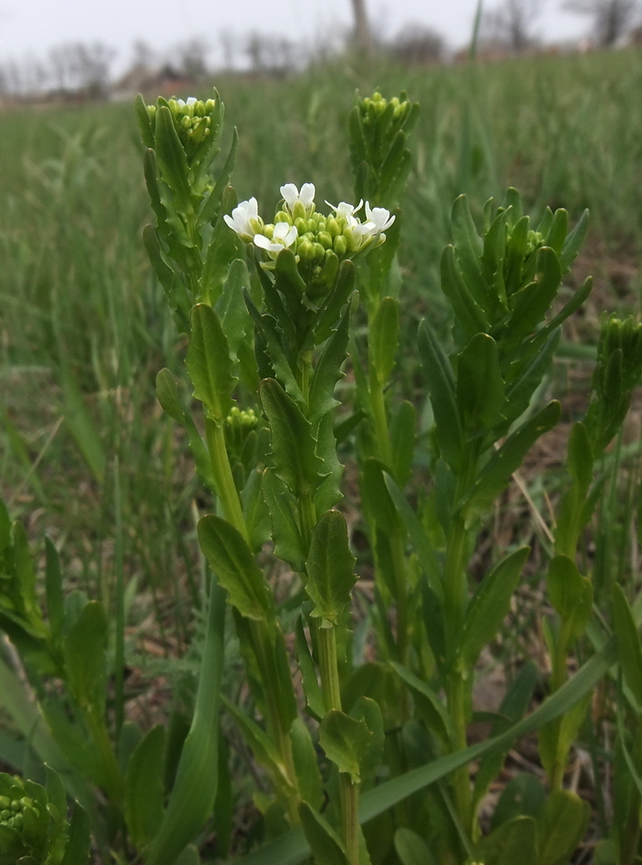 Image of Thlaspi arvense specimen.