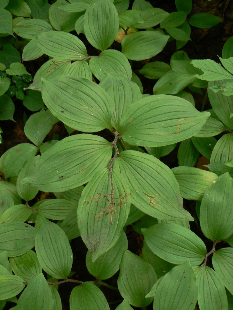 Image of Smilacina hirta specimen.