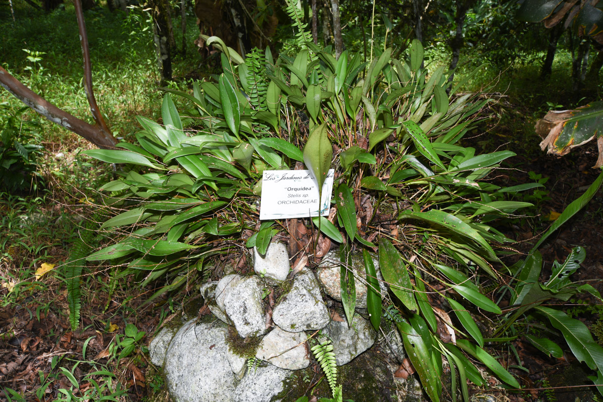 Изображение особи Stelis quinquenervia.