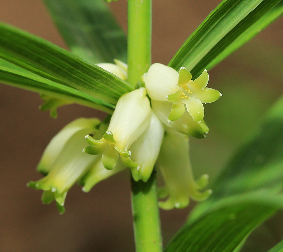 Изображение особи Polygonatum stenophyllum.