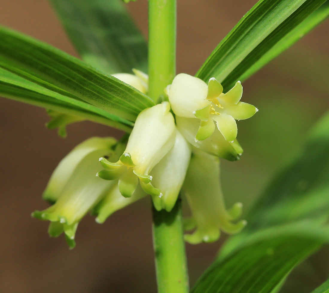 Image of Polygonatum stenophyllum specimen.