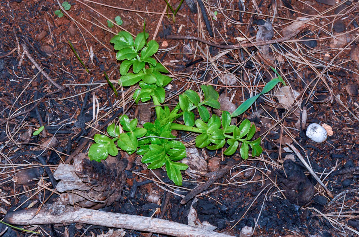 Image of Smyrnium olusatrum specimen.