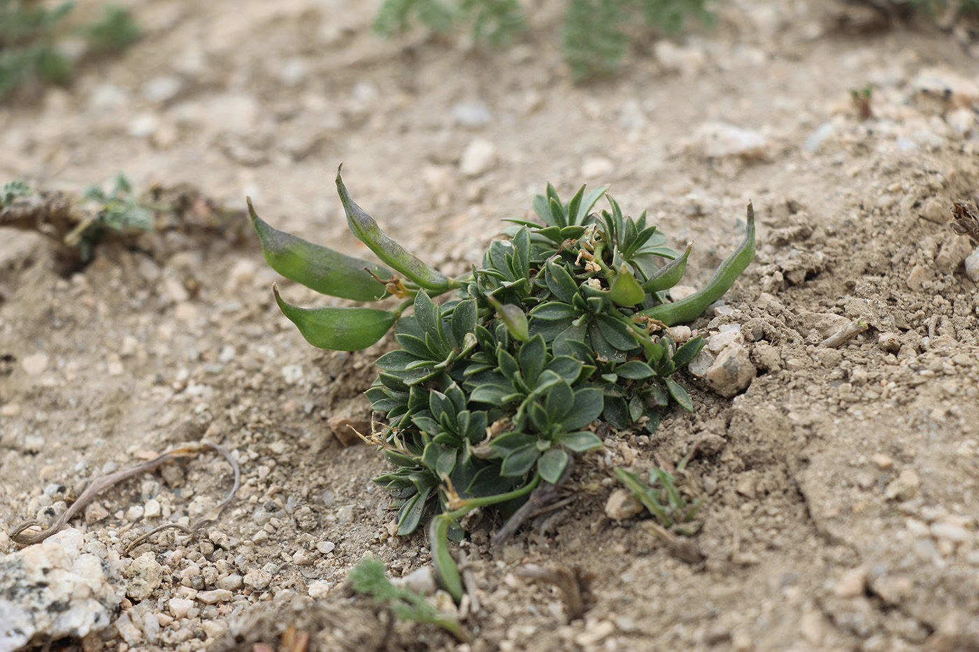 Image of Parrya saxifraga specimen.