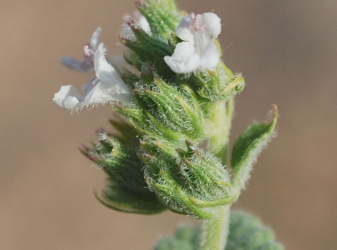 Image of Nepeta santoana specimen.