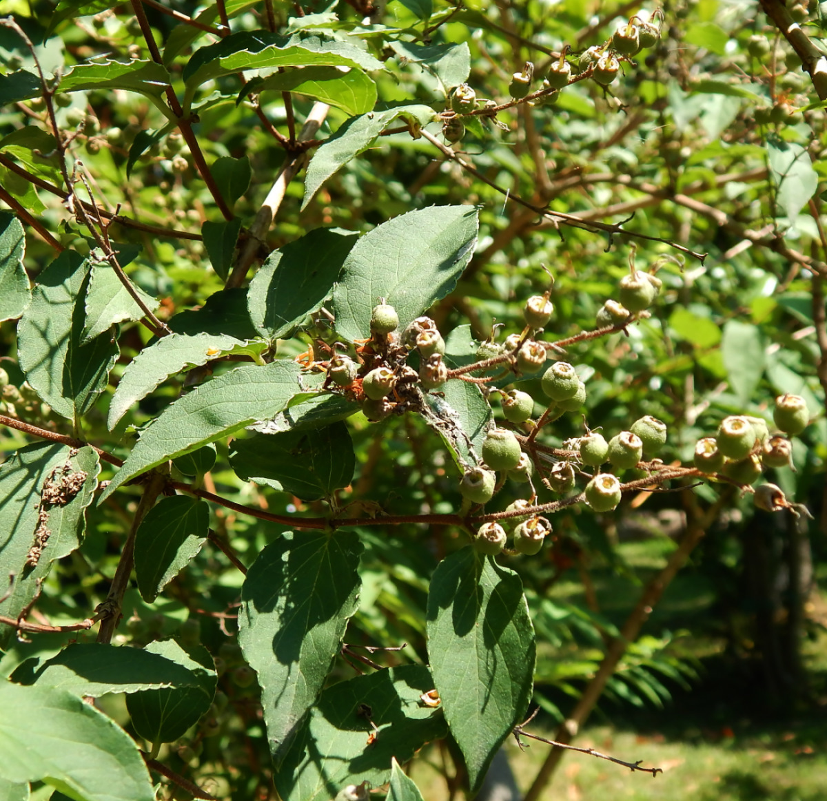 Image of genus Deutzia specimen.