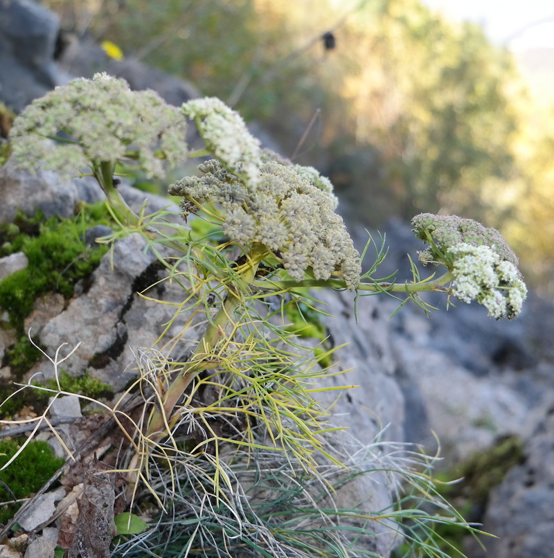 Image of Seseli rupicola specimen.