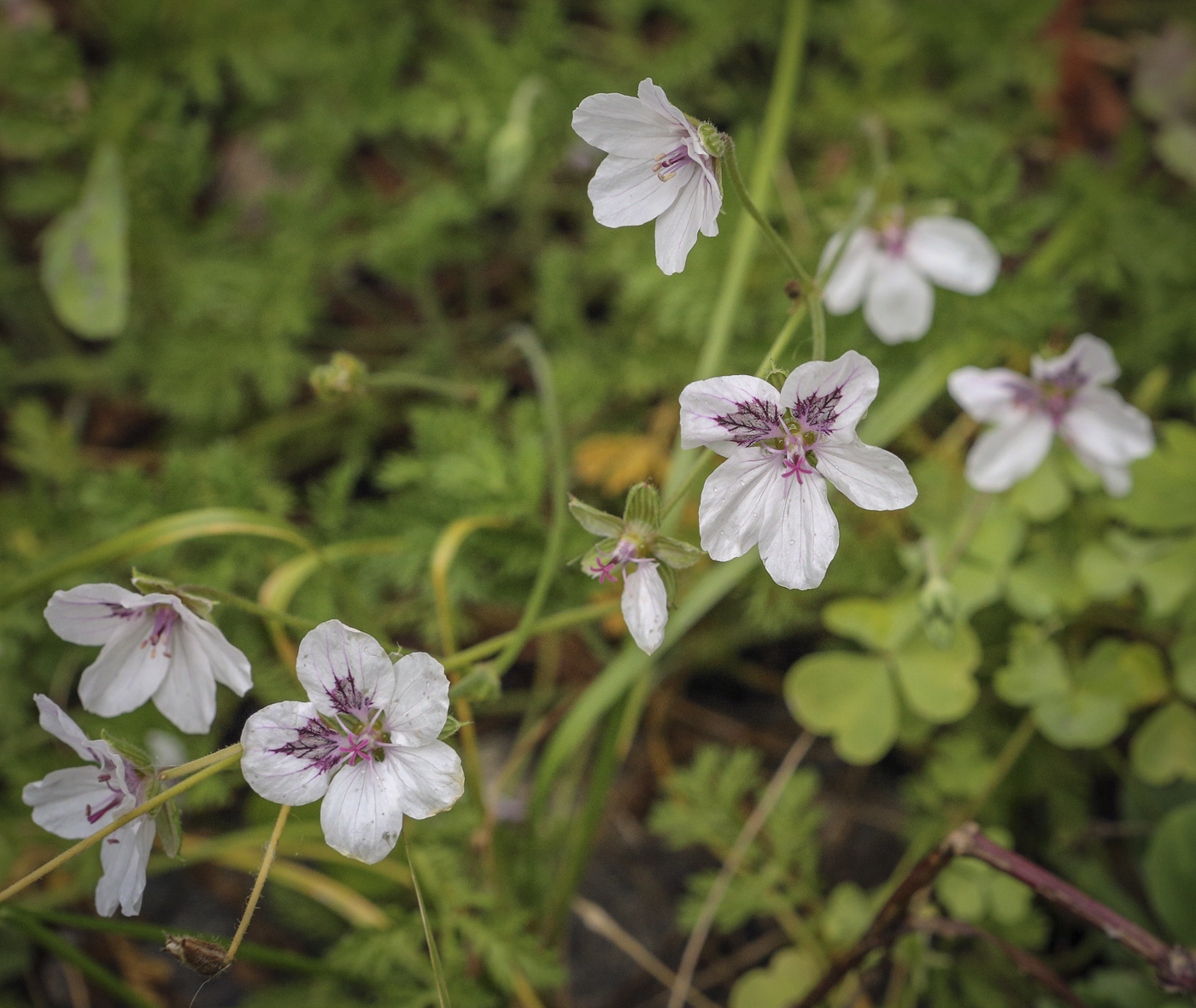 Image of genus Erodium specimen.