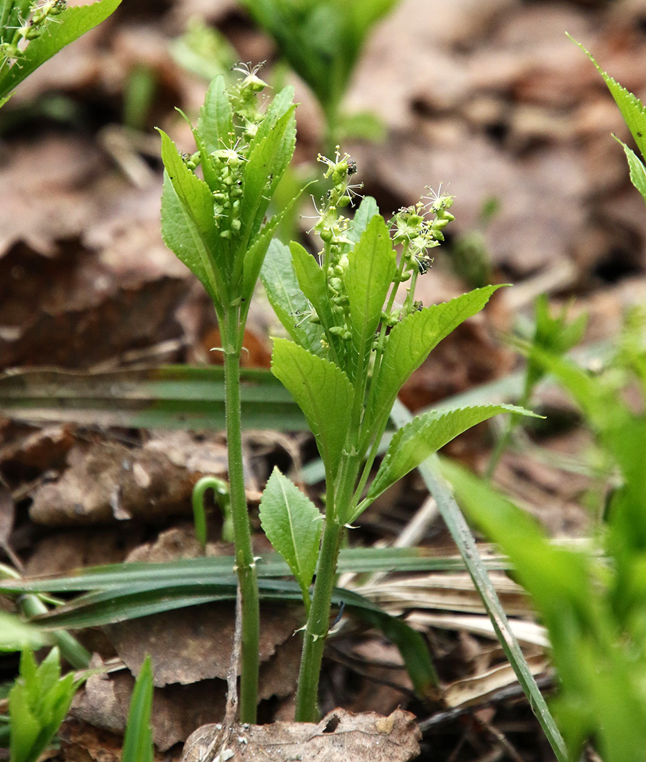 Image of Mercurialis perennis specimen.