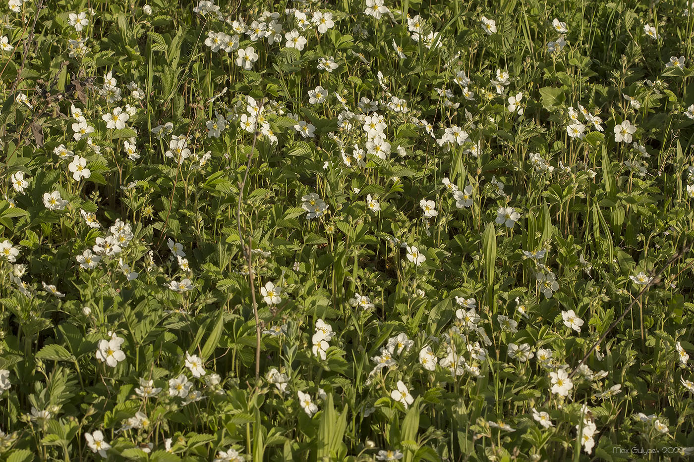 Image of Fragaria campestris specimen.