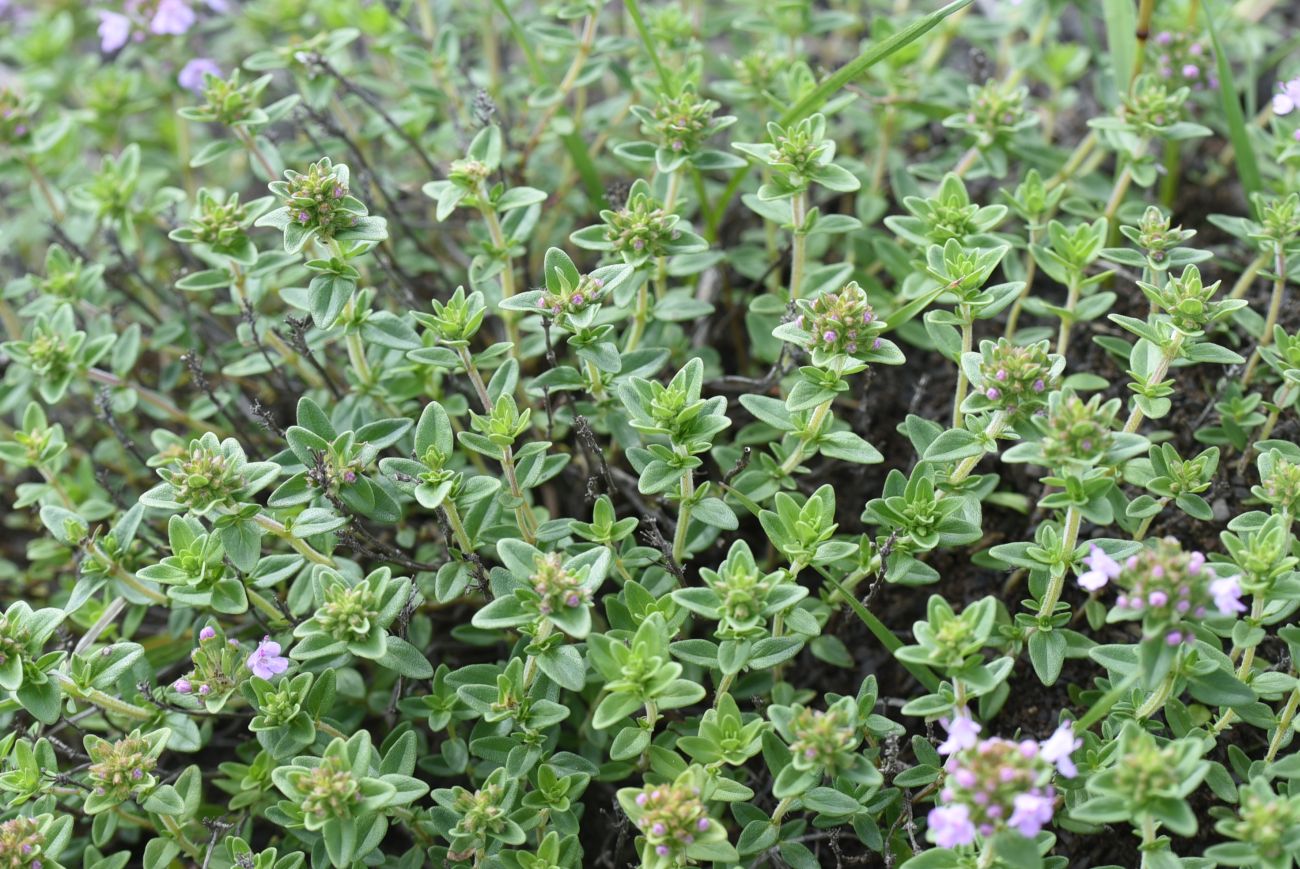 Image of Thymus caucasicus specimen.