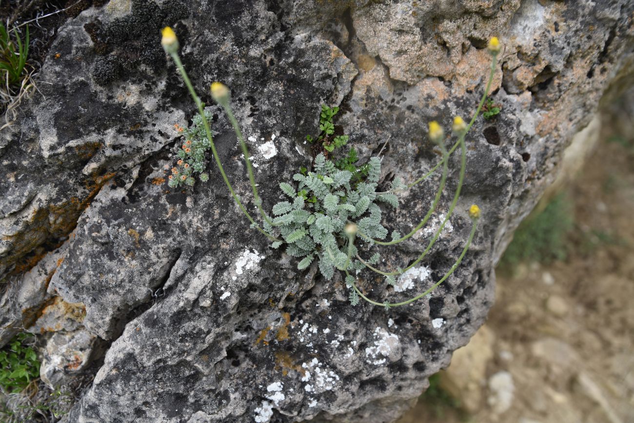 Изображение особи Anthemis marschalliana ssp. pectinata.