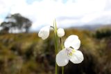 Diplarrena latifolia. Цветок. Австралия, штат Тасмания, национальный парк \"Southwest\". 26.12.2010.