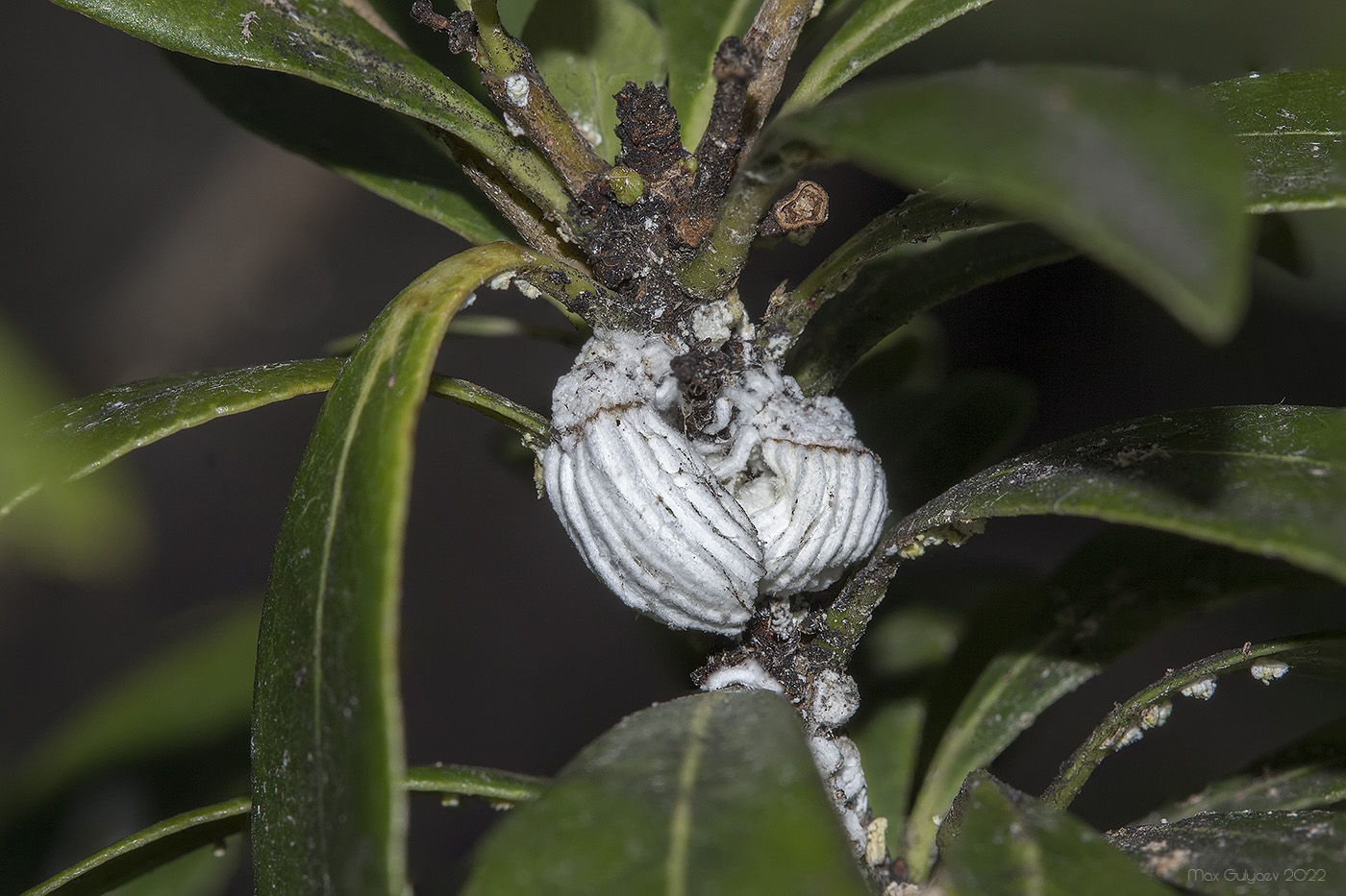 Image of Pittosporum heterophyllum specimen.