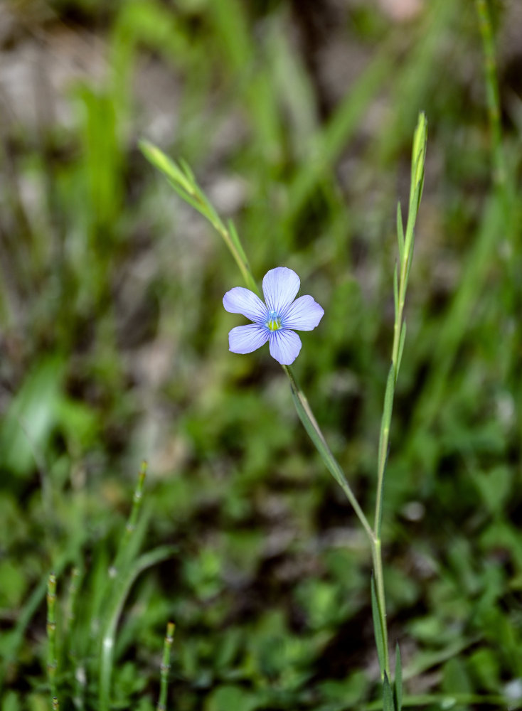 Изображение особи род Linum.