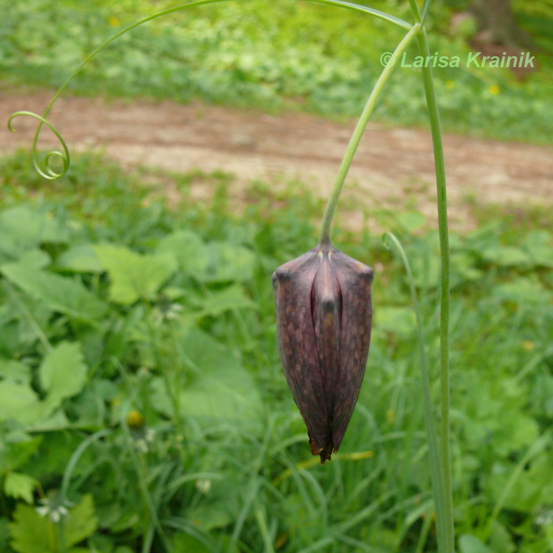 Image of Fritillaria ussuriensis specimen.