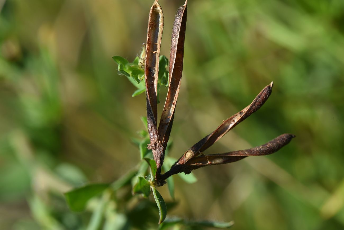 Image of genus Lotus specimen.