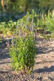 Veronica longifolia