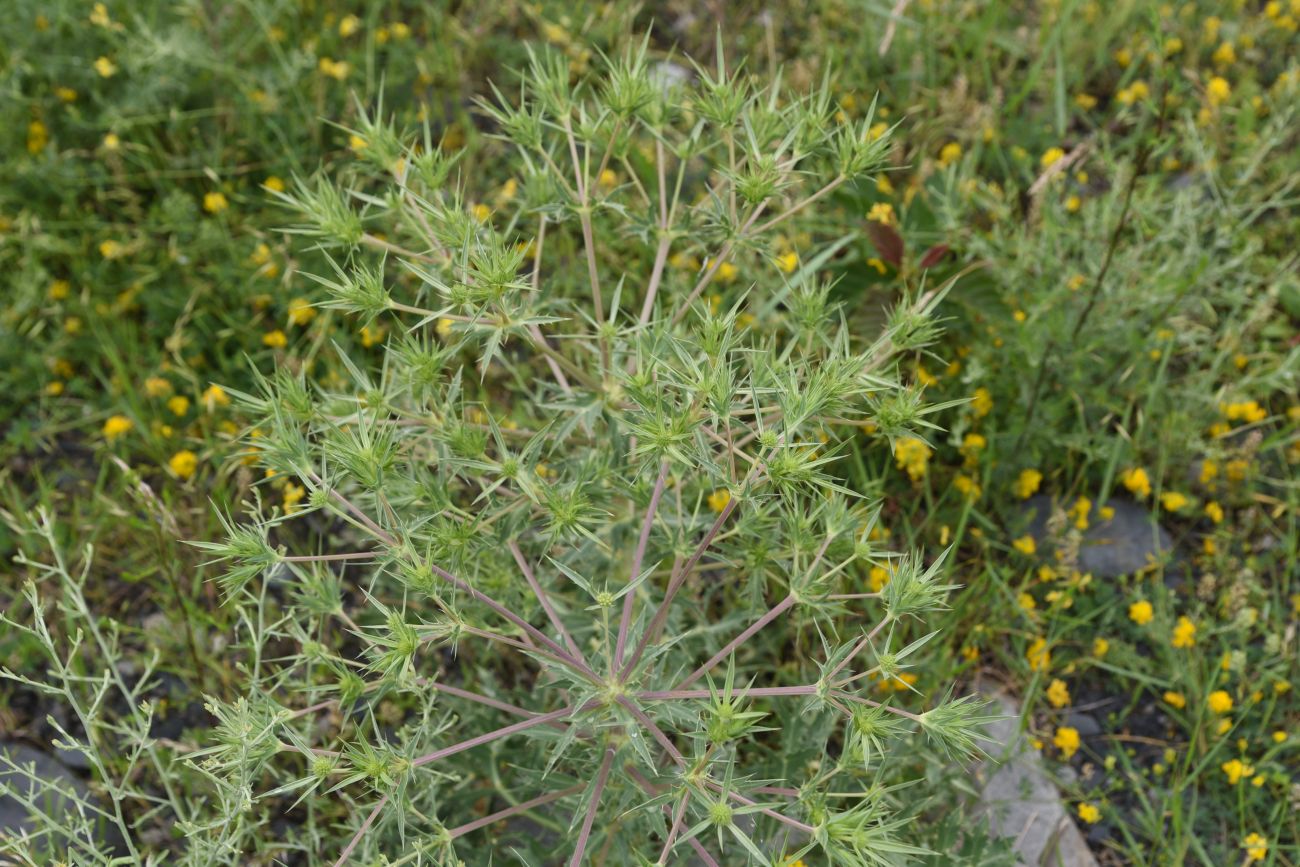 Изображение особи Eryngium campestre.