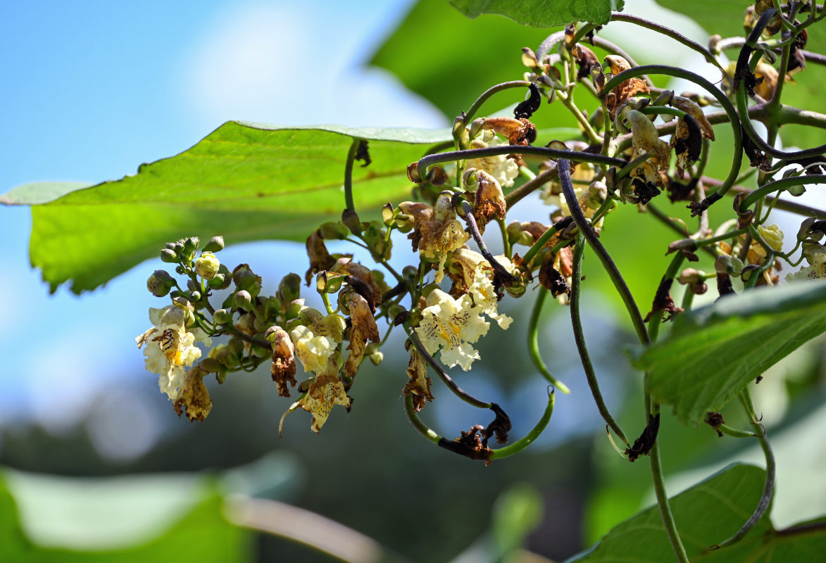 Image of Catalpa ovata specimen.