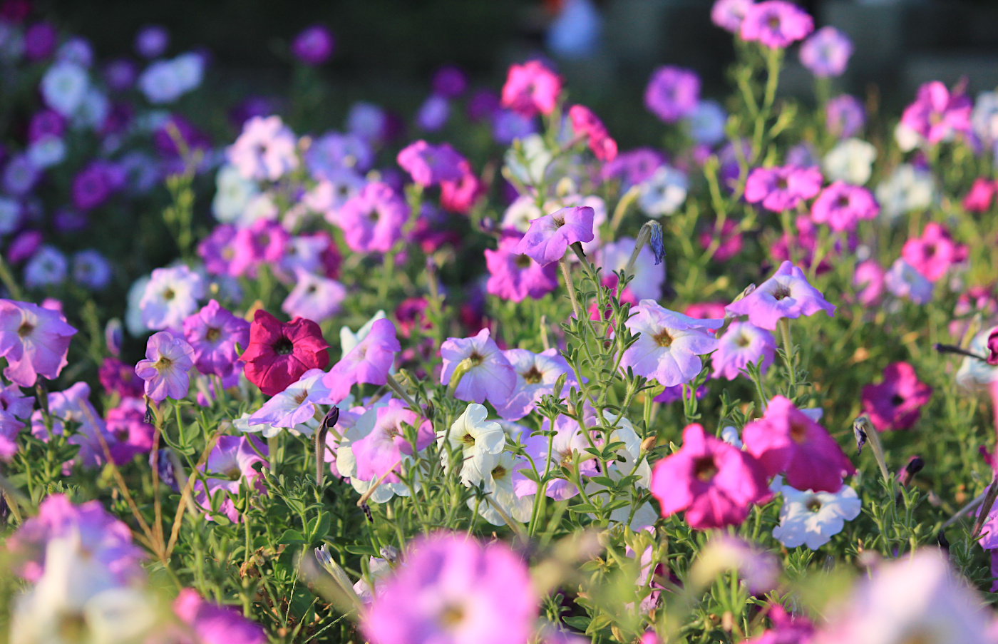 Изображение особи Petunia &times; hybrida.