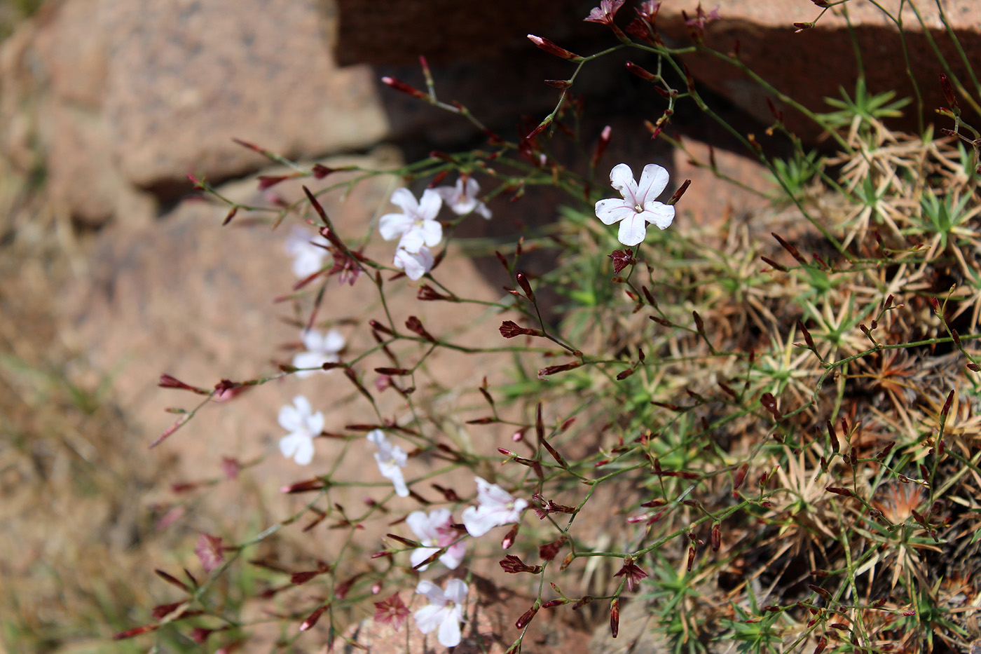 Image of Acantholimon margaritae specimen.