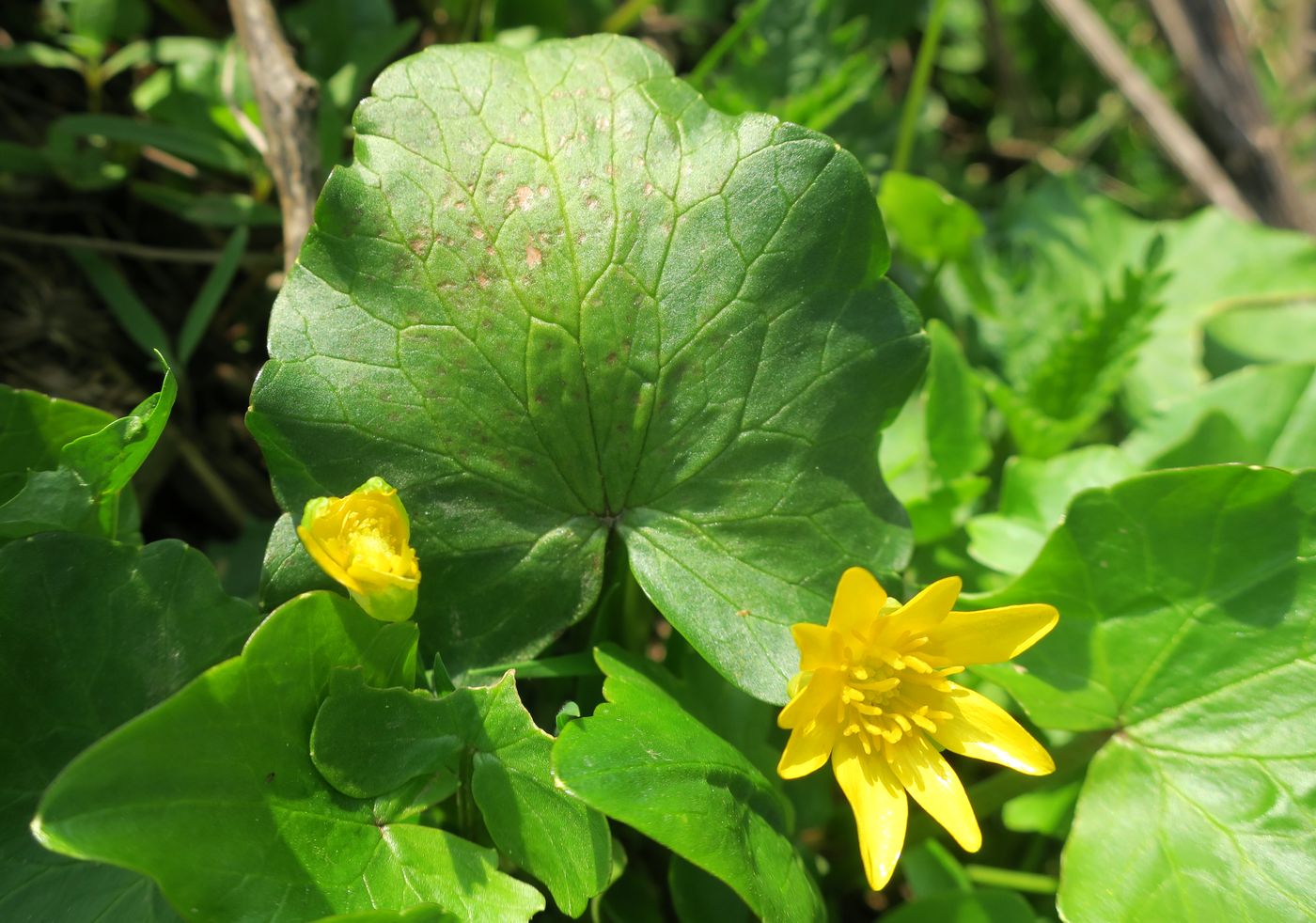 Image of Ficaria verna specimen.