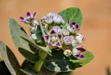 Calotropis procera. Верхушка побега с соцветием. Египет, мухафаза Эль-Гиза, окр. г. Дахшур, каменисто-песчаная пустыня. 29.04.2023.