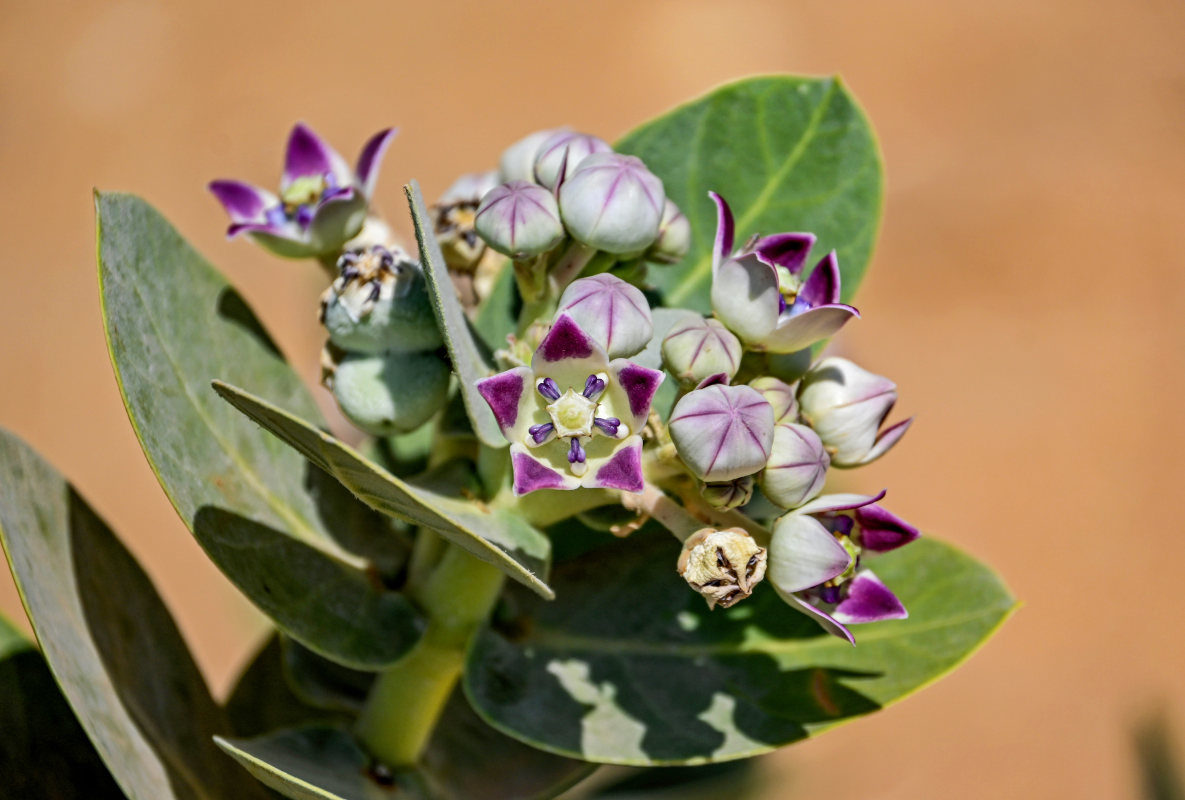 Изображение особи Calotropis procera.