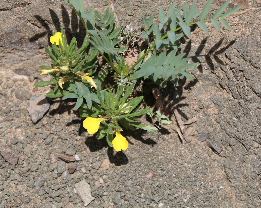 Image of Ajuga chia specimen.