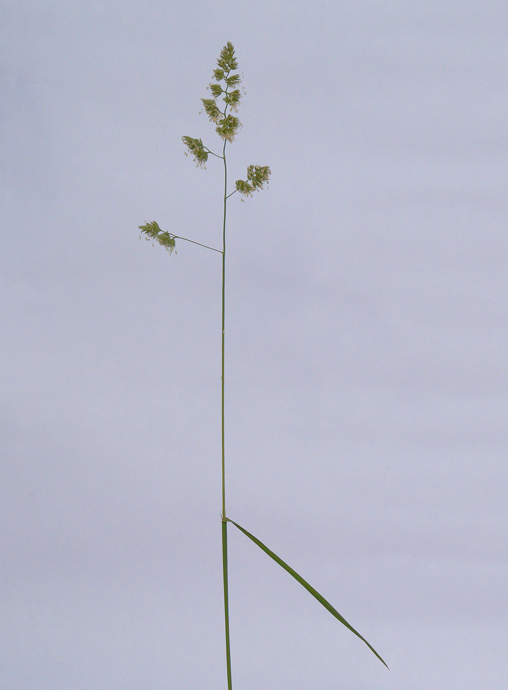 Image of Dactylis glomerata specimen.