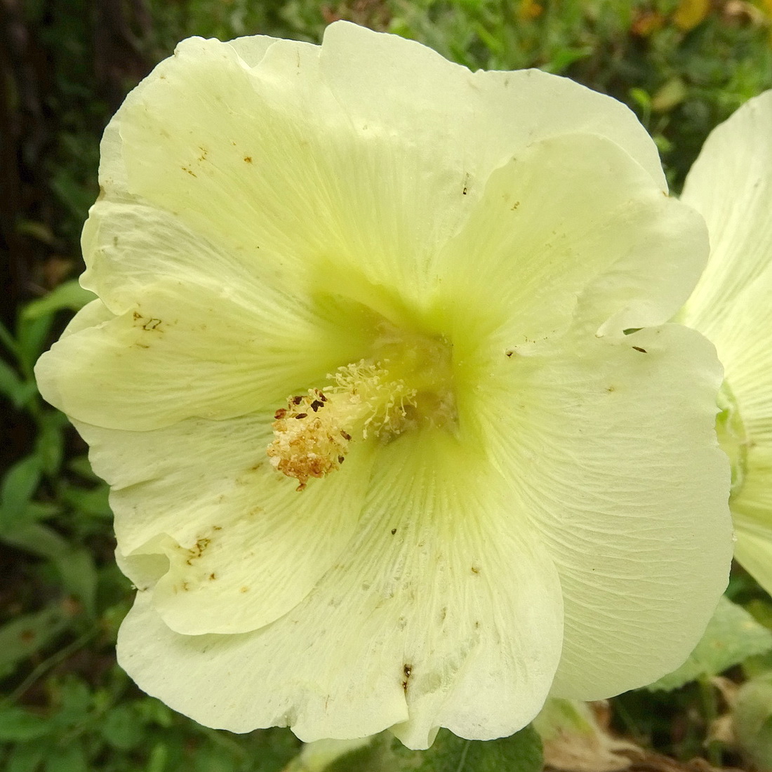 Image of Alcea rosea specimen.