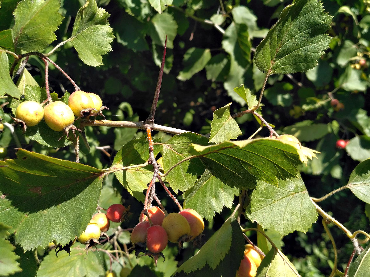 Изображение особи род Crataegus.