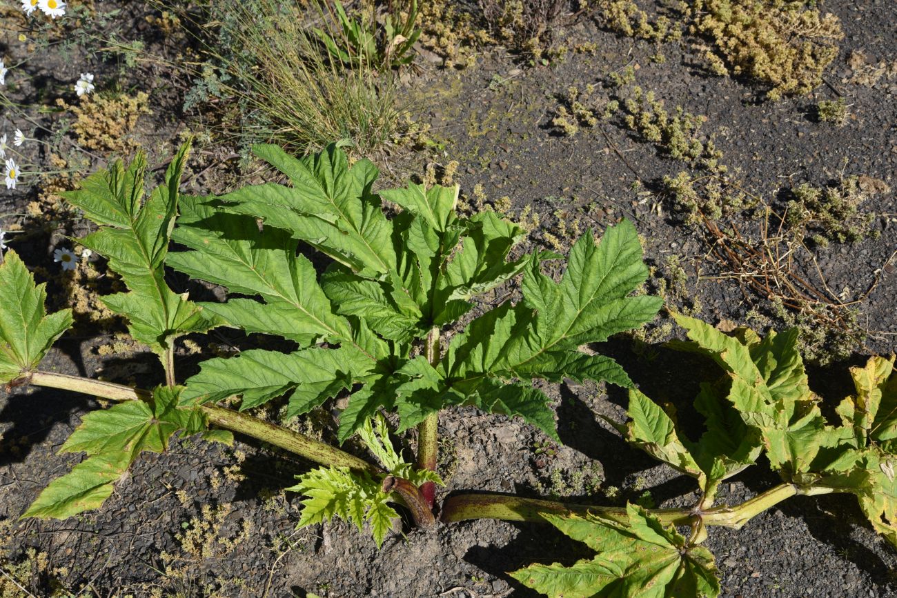 Изображение особи род Heracleum.