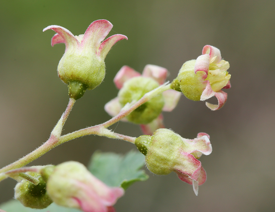 Image of Ribes nigrum specimen.