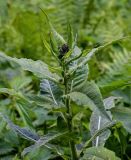 Cirsium helenioides