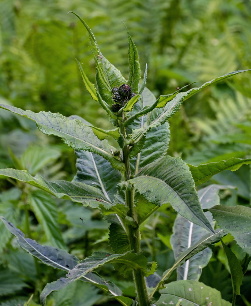 Изображение особи Cirsium helenioides.