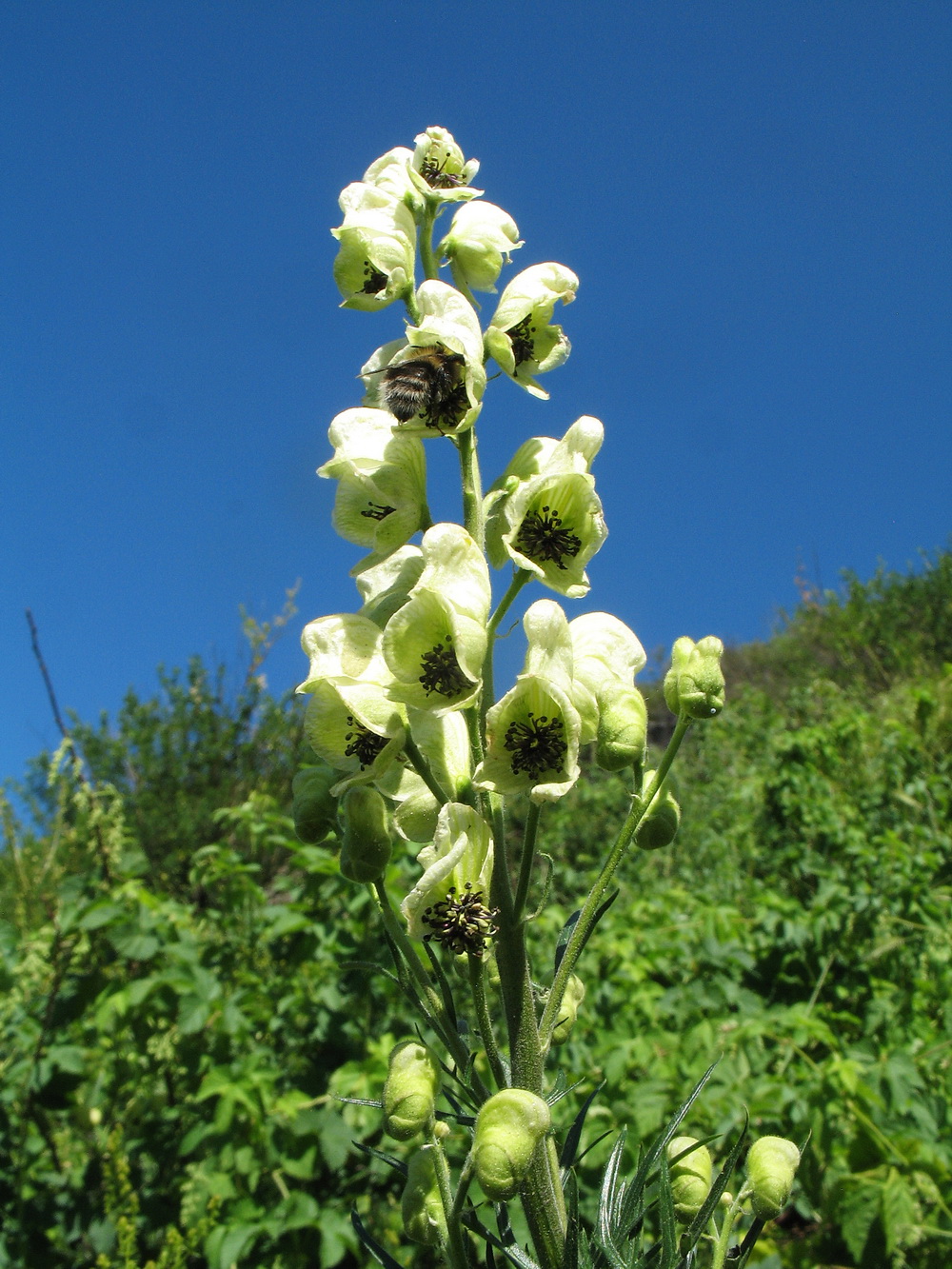 Изображение особи Aconitum anthoroideum.