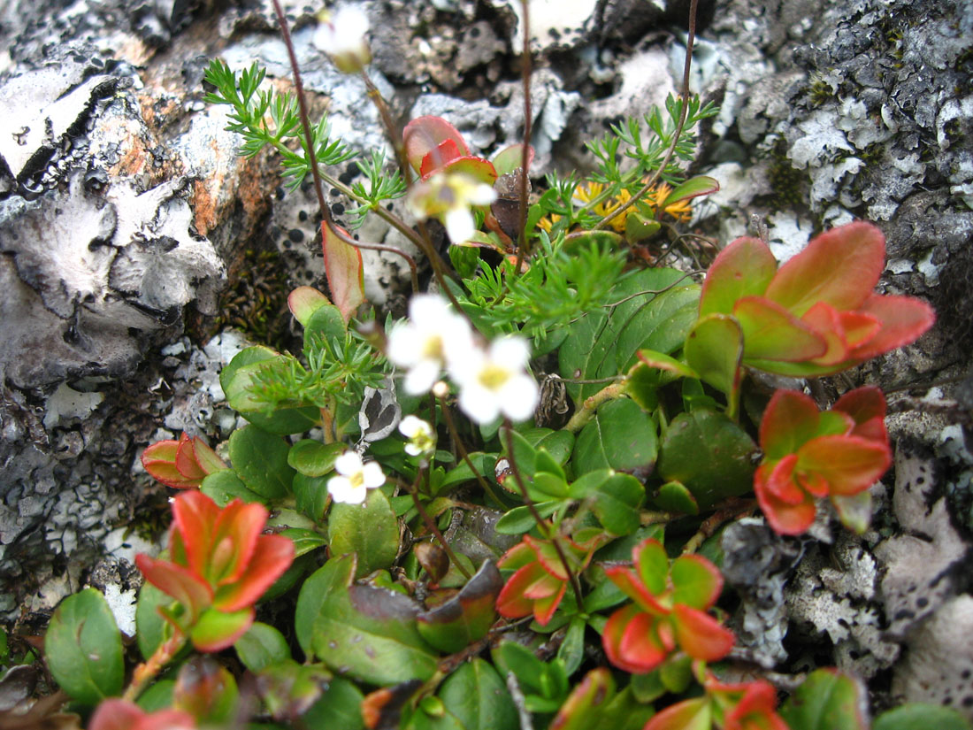 Image of Carum caucasicum specimen.