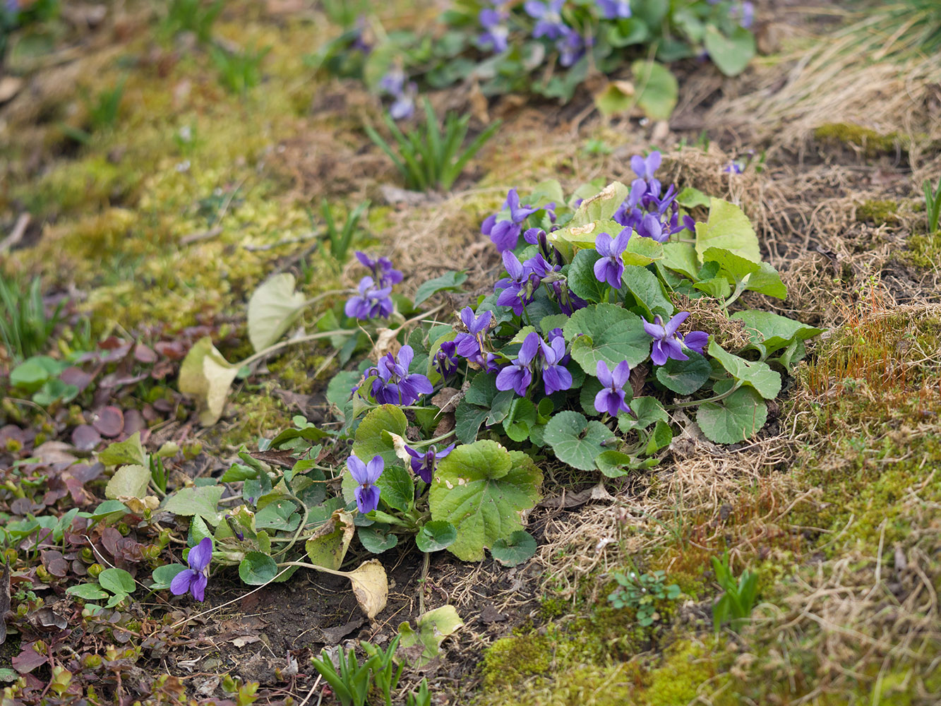 Image of genus Viola specimen.