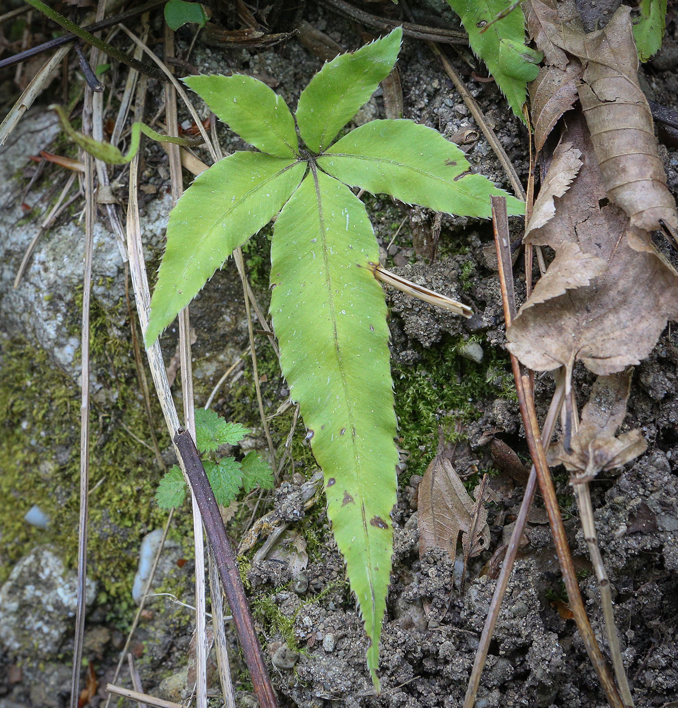 Изображение особи Pteris cretica.