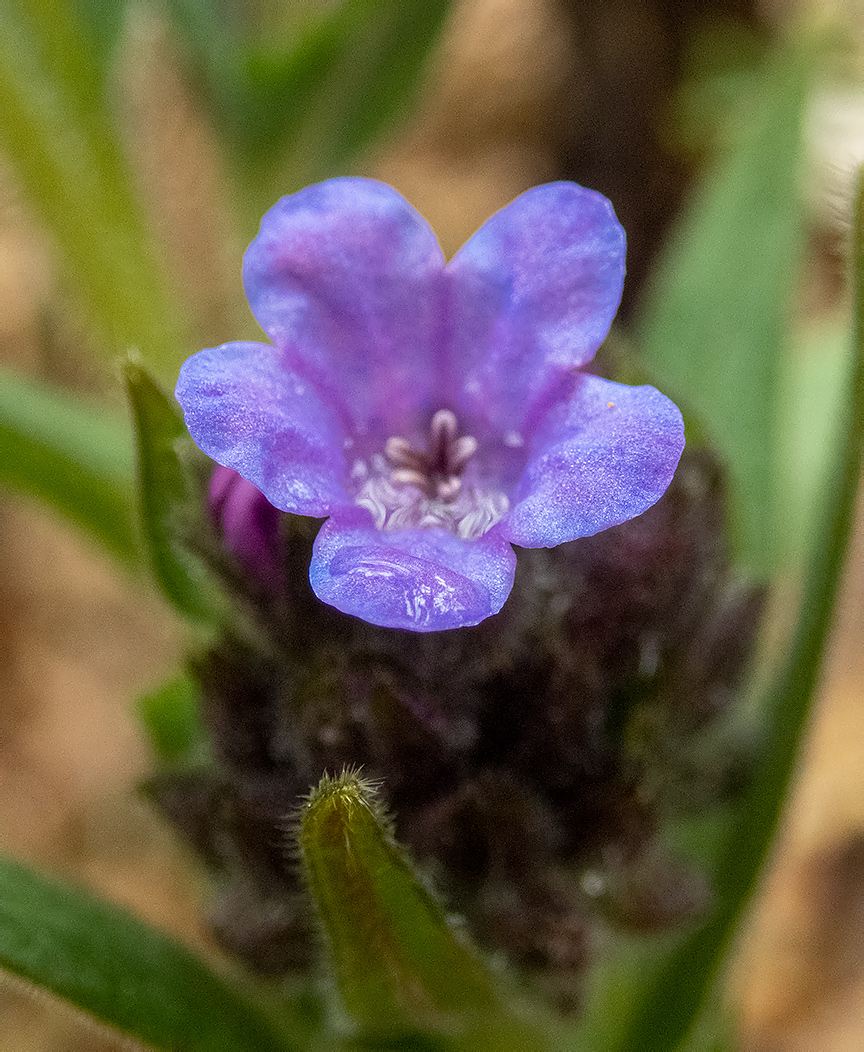 Image of Pulmonaria angustifolia specimen.