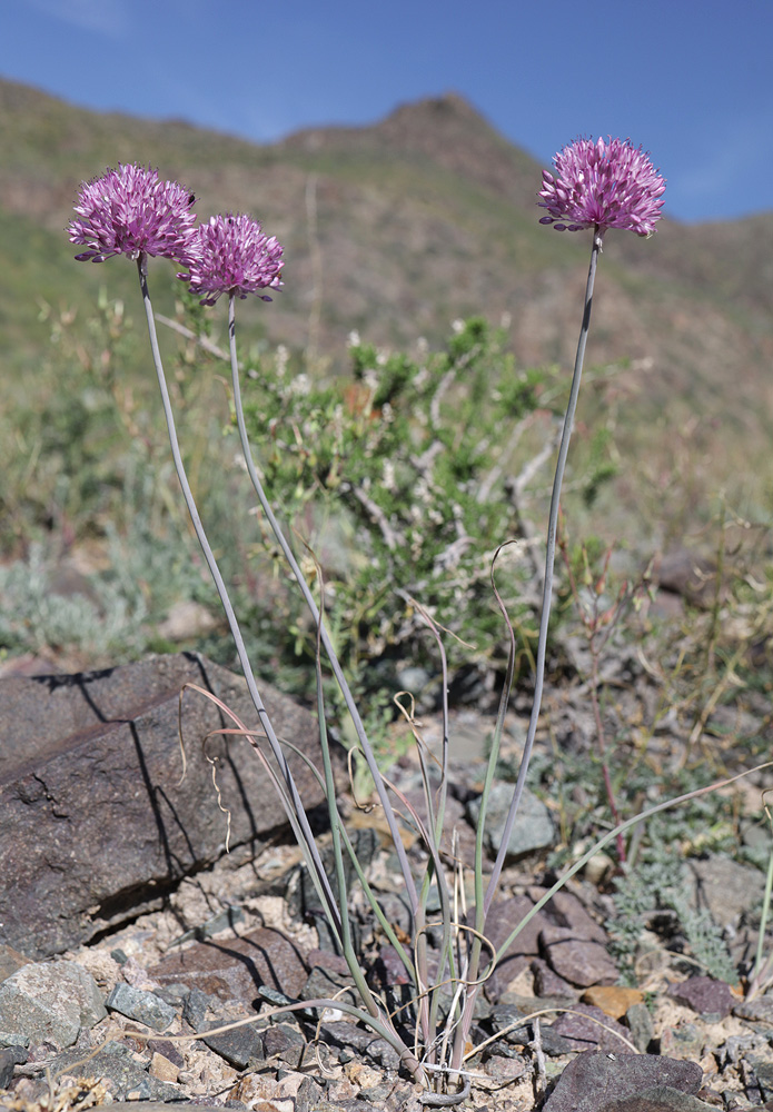 Изображение особи Allium caricifolium.