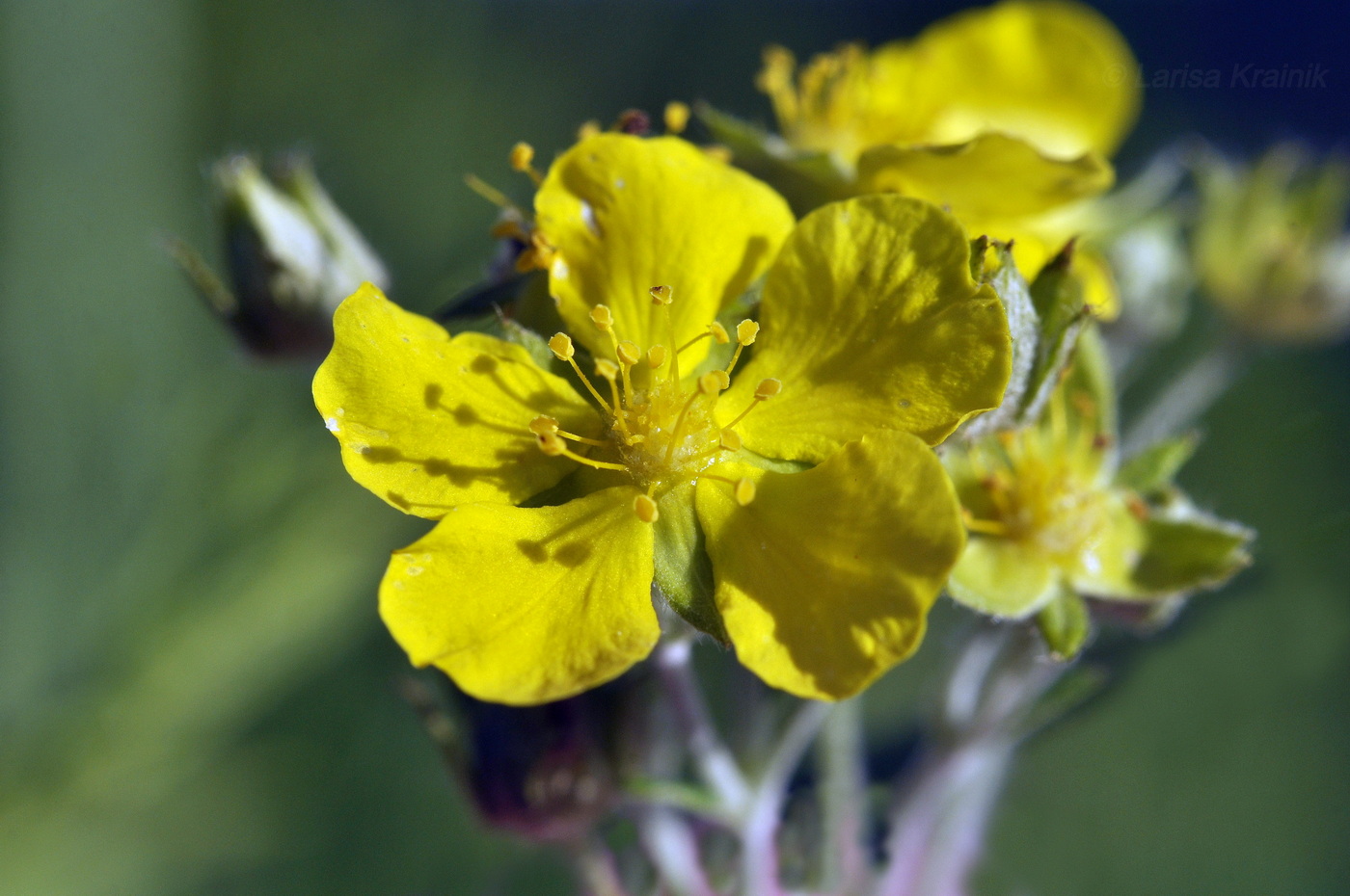 Изображение особи Potentilla discolor.