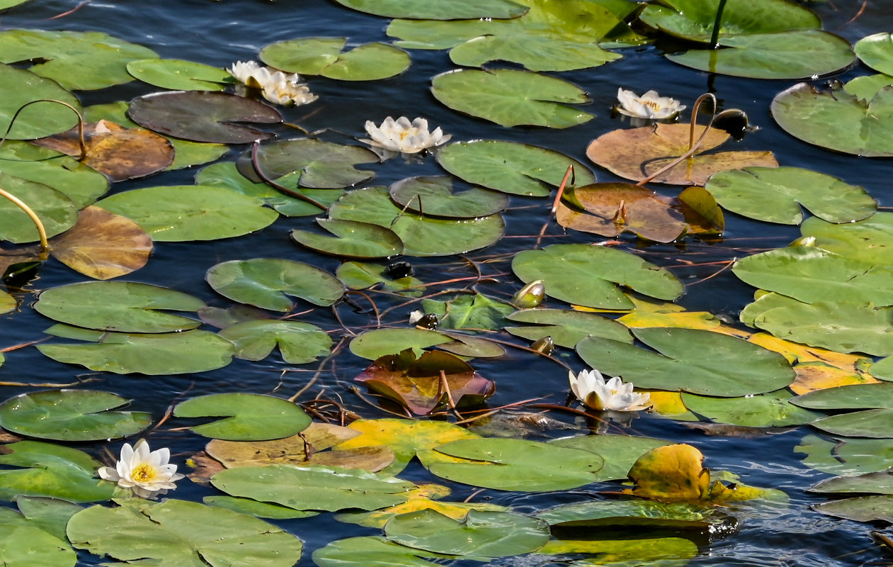 Изображение особи Nymphaea candida.