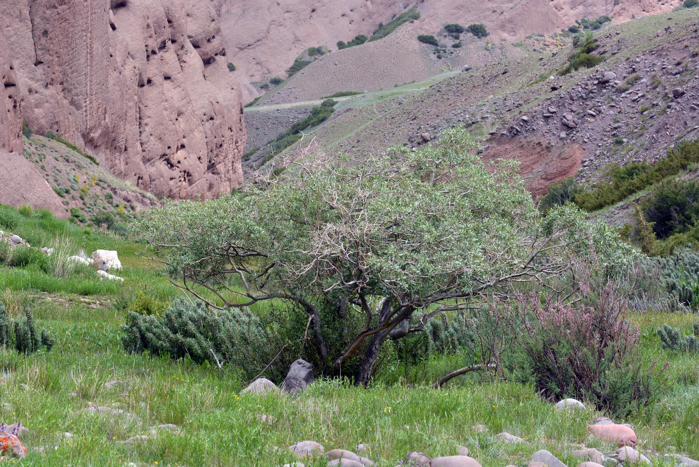 Image of genus Salix specimen.