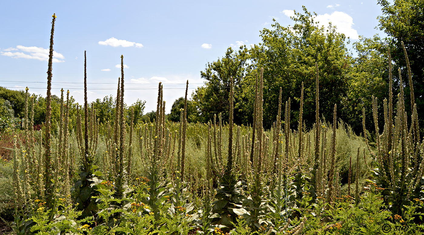 Image of Verbascum phlomoides specimen.