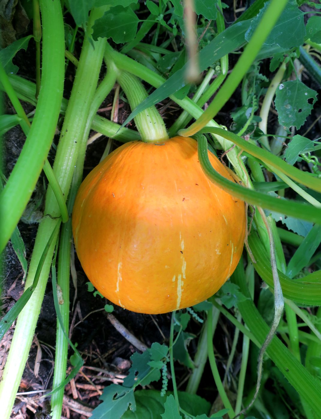 Image of Cucurbita pepo specimen.