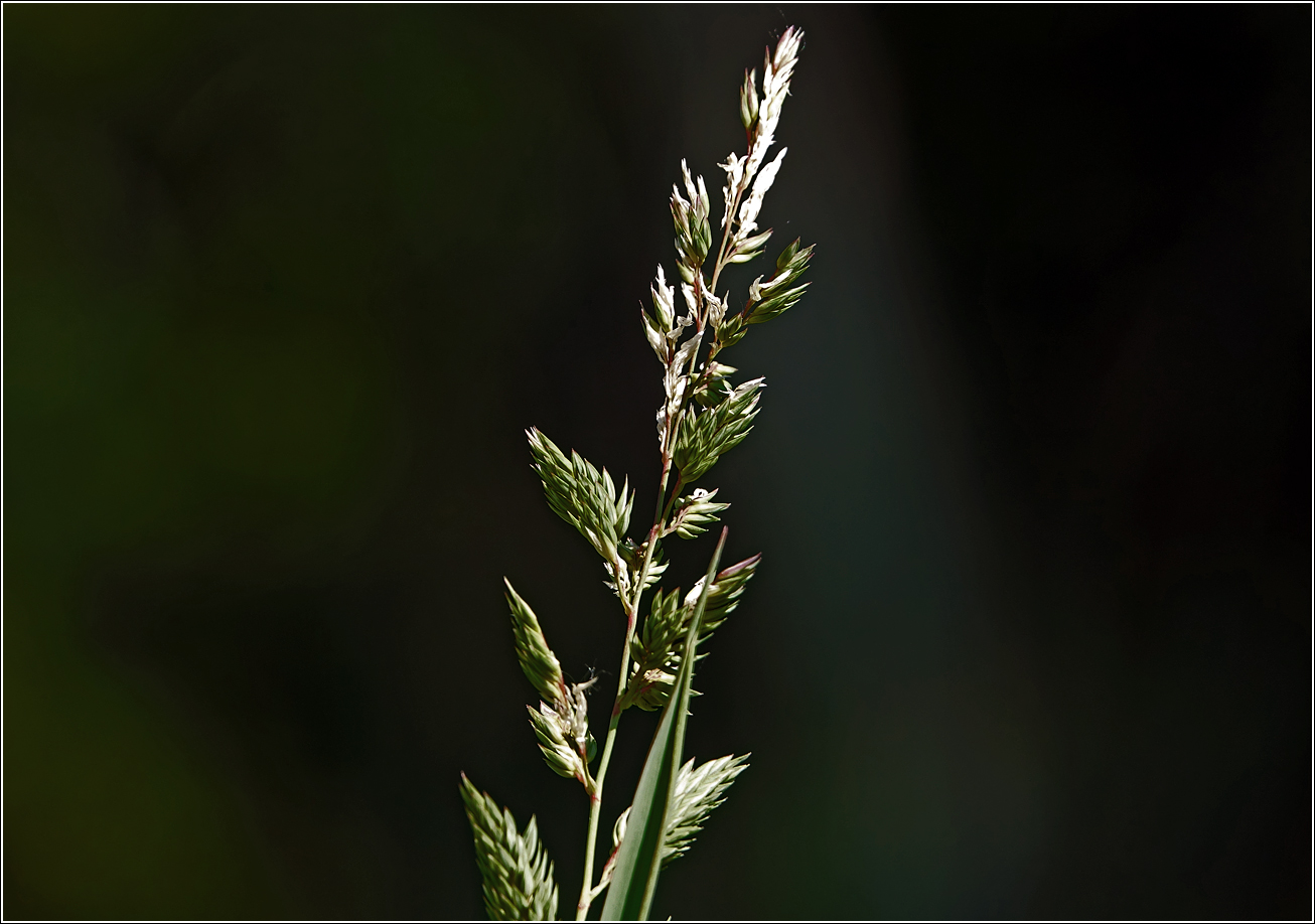 Изображение особи Phalaroides arundinacea.