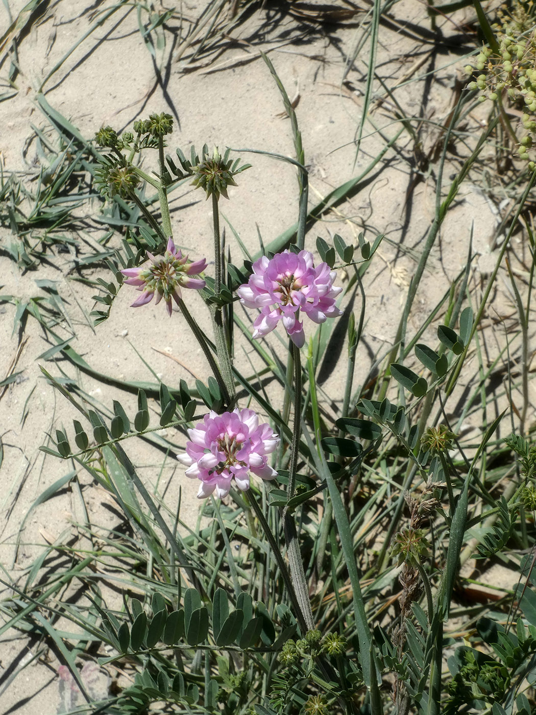 Image of Securigera varia specimen.