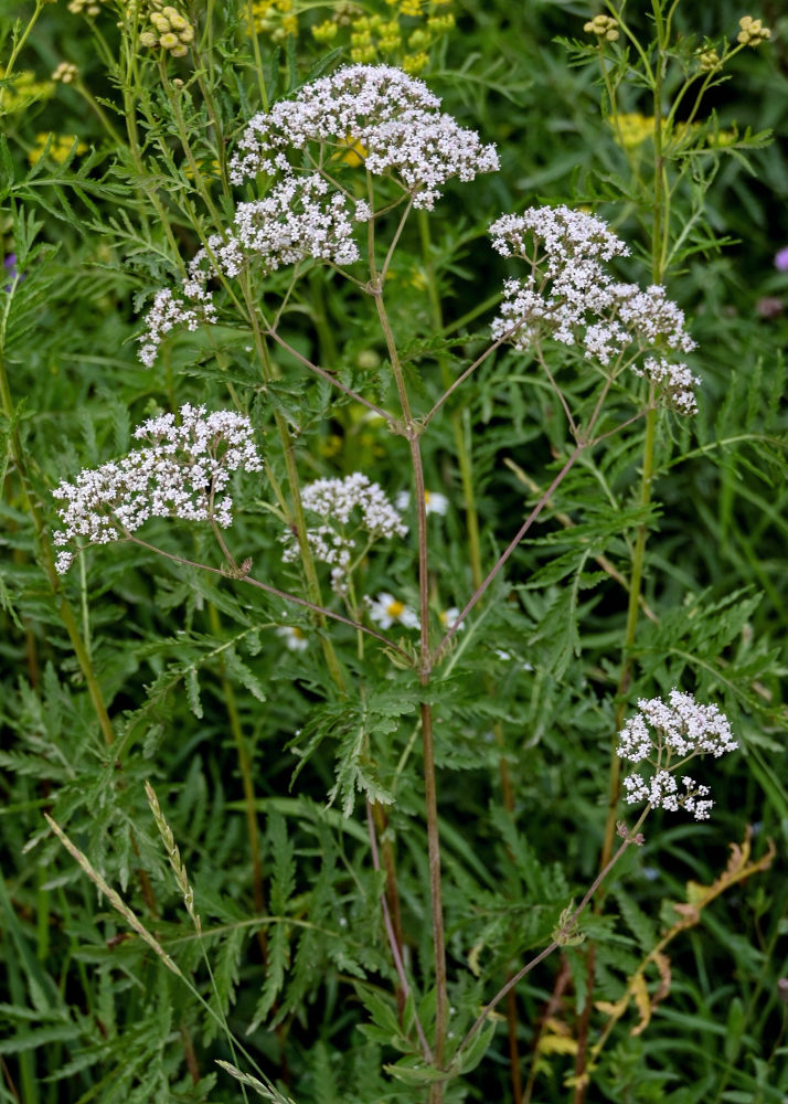 Изображение особи Valeriana officinalis.